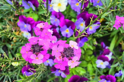 ピンクと紫の花々 ピンクと紫の花々の写真