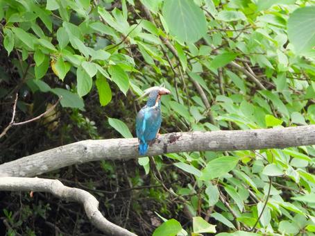 A kingfisher holding a small fish as food in its mouth, JPG