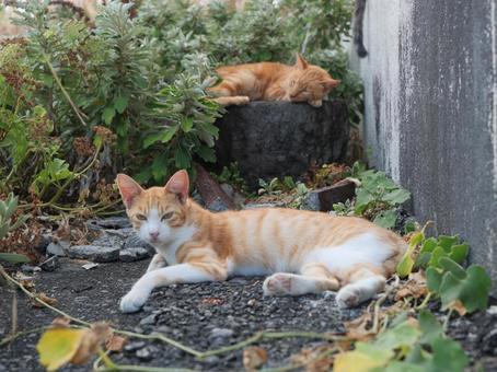 海辺でのんびり過ごす野良猫 海辺でのんびり過ごす野良猫の写真