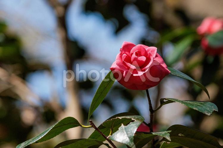 日差しを浴びる赤い椿の花 植物,花,花びらの写真素材