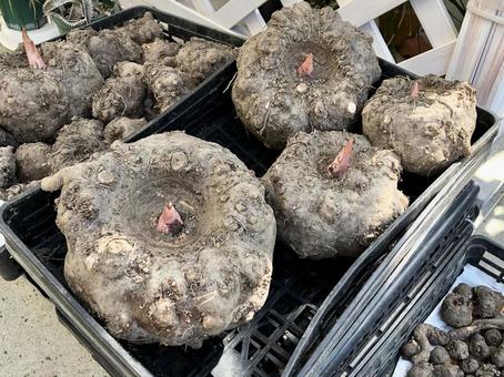 コンニャクイモの収穫 コンニャクイモ,収穫,家庭菜園の写真素材