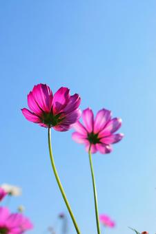 コスモス②の写真