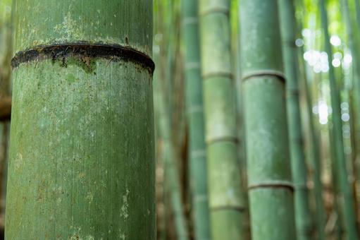 Photo, bamboo shoots, bamboo grass, bamboo, 