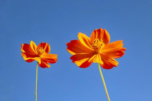 キバナコスモス2の写真