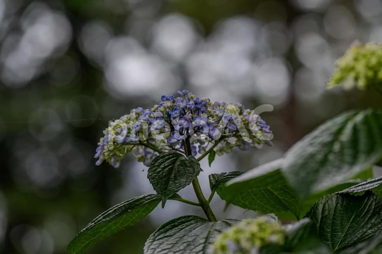 指扇アジサイまつり2025年 アジサイ,紫陽花,花の写真素材