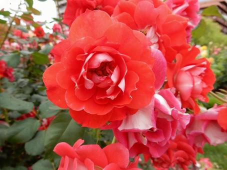 【薔薇の写真】バラの花  薔薇,植物,自然の写真素材