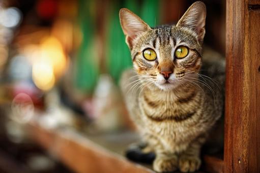 木製の窓と猫 木製の窓と猫の写真