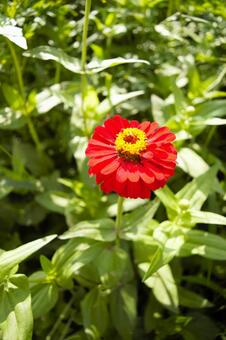 ヒャクニチソウの赤い花　ネパール ヒャクニチソウ,ガーデニング,公園の写真素材