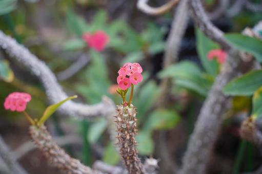 可憐な花の写真