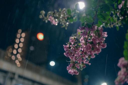 雨とサルスベリの写真