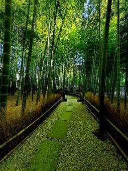 報国寺_秋の竹林① 竹林,秋の竹林,緑の写真素材