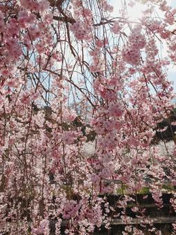桜の写真