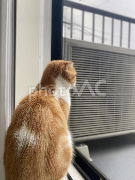 猫 猫,毛繕い猫,動物の写真素材