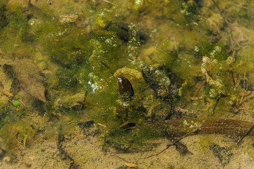 水田に生息する気象生物のゲンゴロウ 水田に生息する気象生物のゲンゴロウの写真