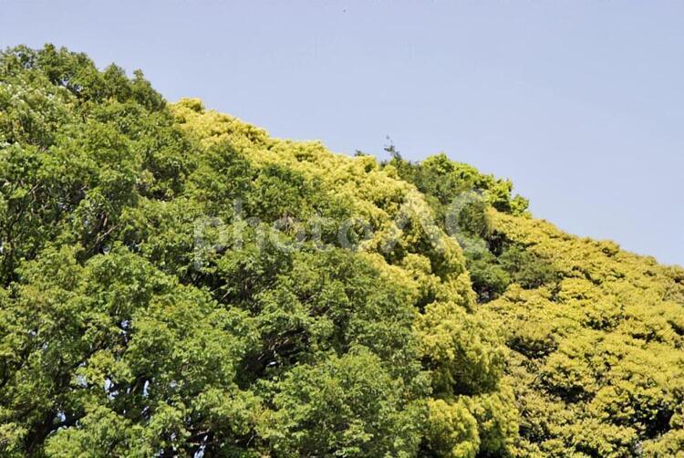 森の緑 新緑,緑,森の写真素材