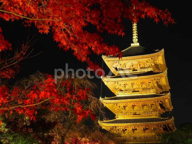 紅葉ライトアップ 紅葉,夜,ライトアップの写真素材