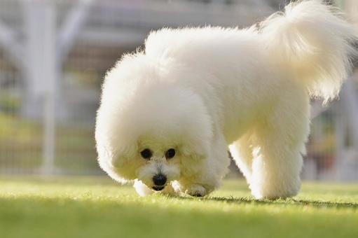 ビションフリーゼのポートレート 犬,ビションフリーゼ,子犬の写真素材