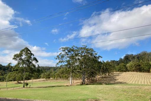芝生と空 木,海外,自然の写真素材