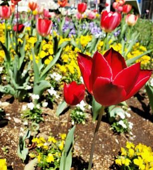 Photo, tulip, flower bed, flower, 