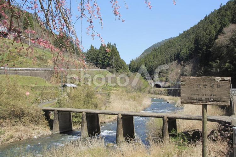 高知県梼原町　中古屋沈下橋としだれ桜 中古屋沈下橋,中古屋橋,しだれ桜の写真素材