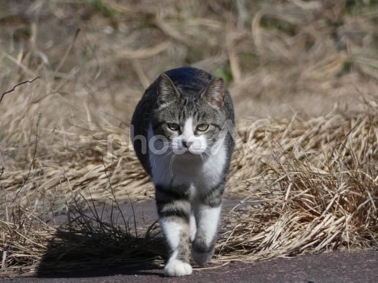 野良猫 ねこ,野良猫,生き物の写真素材