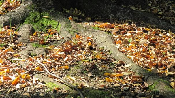 落ち葉と根っこ 落ち葉と根っこの写真