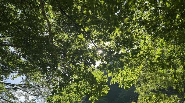 木漏れ日 木漏れ日の写真