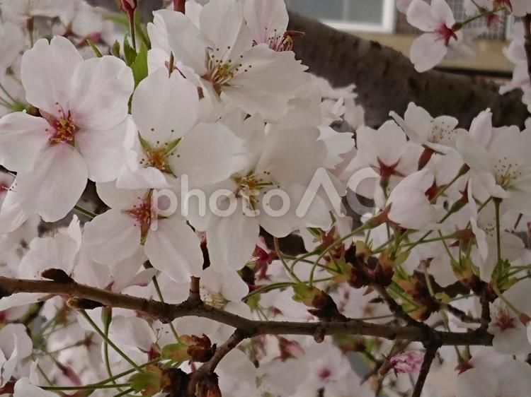 桜 さくら,サクラ,桜の写真素材