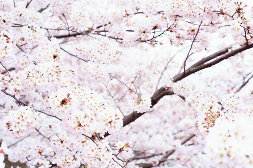 桜の木 桜の木の写真