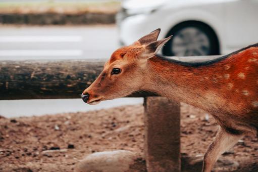 車より速く走ります 車より速く走ります 鹿,野生,動物の写真素材