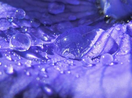 水滴と花 水滴と花 水滴,しずく,雨の写真素材