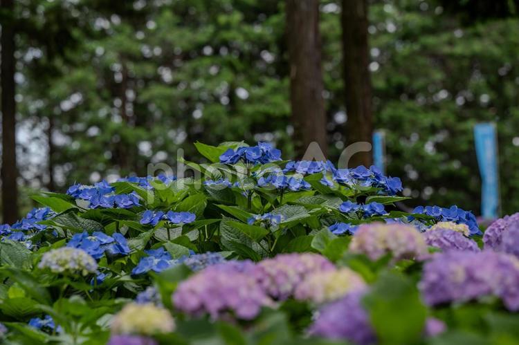 指扇アジサイまつり2025年 アジサイ,紫陽花,花の写真素材