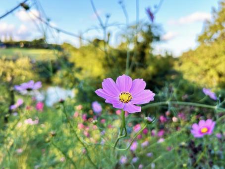 花壇に咲くコスモス 花壇に咲くコスモスの写真