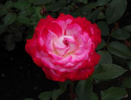 バラ 'セイカ' バラ 'セイカ' バラ,セイカ,薔薇の写真素材