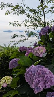 Hydrangeas of Mt. Shiude 2, JPG