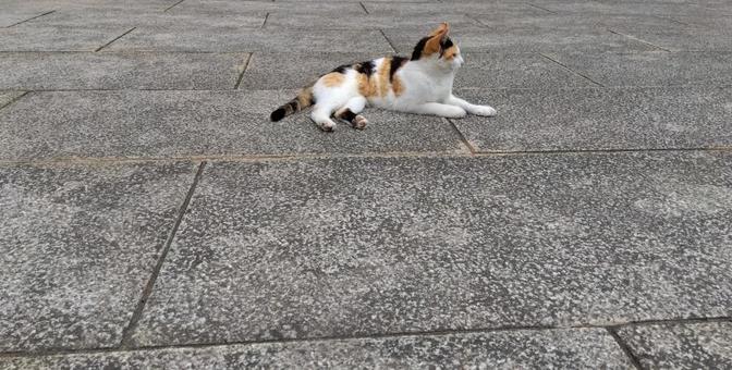 cat, JPG