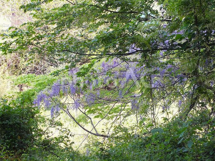 他の木の枝に巻きついて伸び伸びと咲いた藤 藤,藤の花,花の写真素材