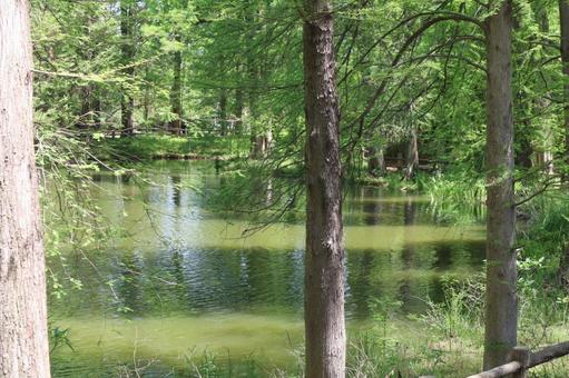 Waterside scenery, JPG