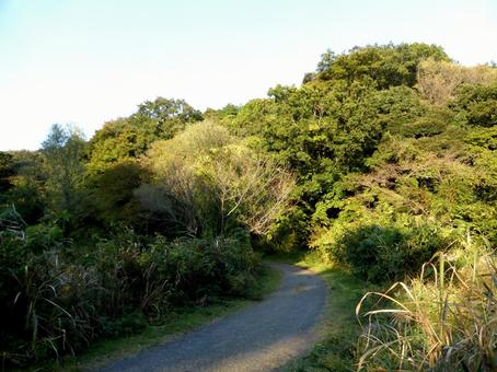郊外の未舗装道路と多くの木々風景 木,樹木,木々の写真素材
