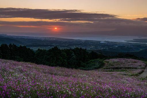 長崎-【白木峰高原のコスモス】 長崎-【白木峰高原のコスモス】 長崎,諫早,白木峰高原の写真素材