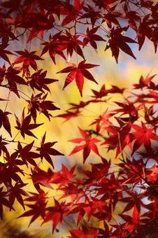 秋の陽を 秋の陽をの写真