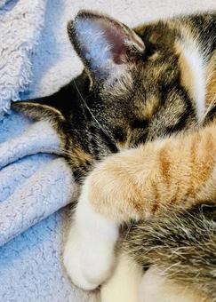 昼寝中のネコ ネコ,cat,ミケの写真素材