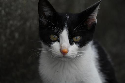 走島のにゃんこ達 走島のにゃんこ達 哺乳類,癒される,猫の写真素材