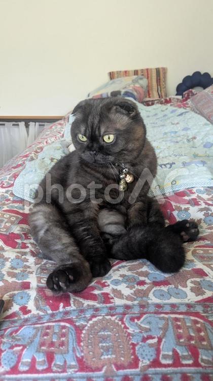 おっさん座りをする猫 猫,スコティッシュフォールド,おっさん座りの写真素材