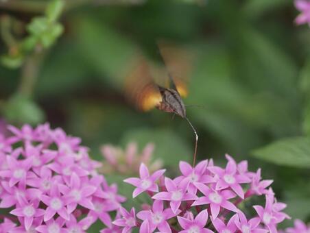花の蜜を吸うスズメガ スズメガ,ホウジャク,虫の写真素材