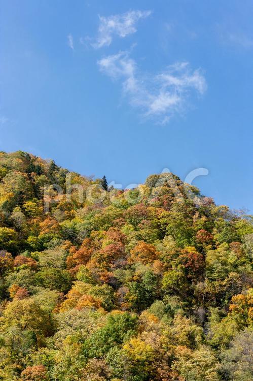 秋の木漏れ日（紅葉） 木漏れ日,紅葉,風景の写真素材