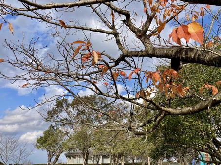 公園の紅葉と空 公園の紅葉と空の写真