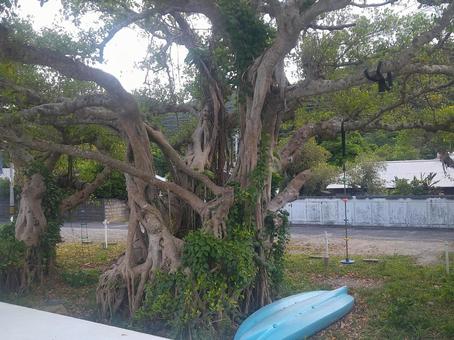 ガジュマルの木　Ｂの写真