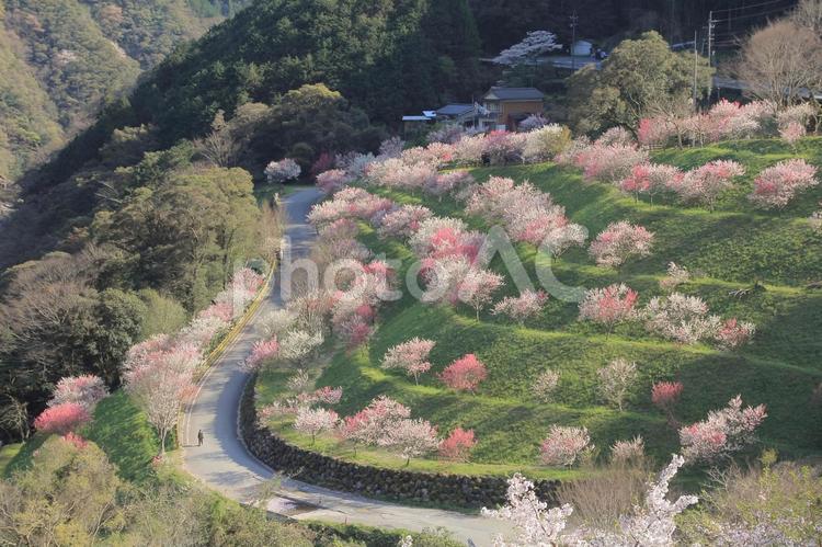 高知県　引地橋の花桃 花桃,引地橋,花の写真素材