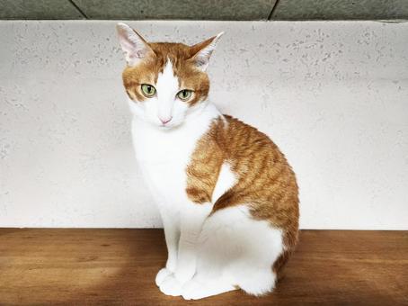 高いところが好きな茶トラ猫 高いところが好きな茶トラ猫の写真